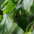 baies comestibles du celtis occidentalis le micocoulier americain 