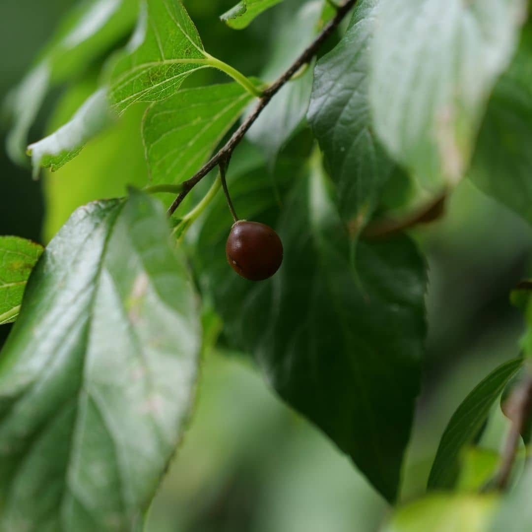 baies comestibles du celtis occidentalis le micocoulier americain 