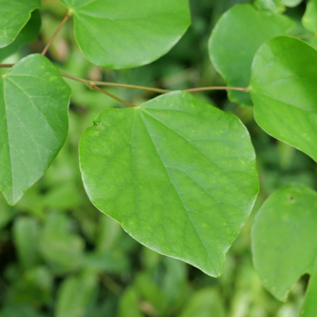 beau feuillage du cercis chinensis gainier de chine petit arbre de jardin à cultiver avec monde vegetal