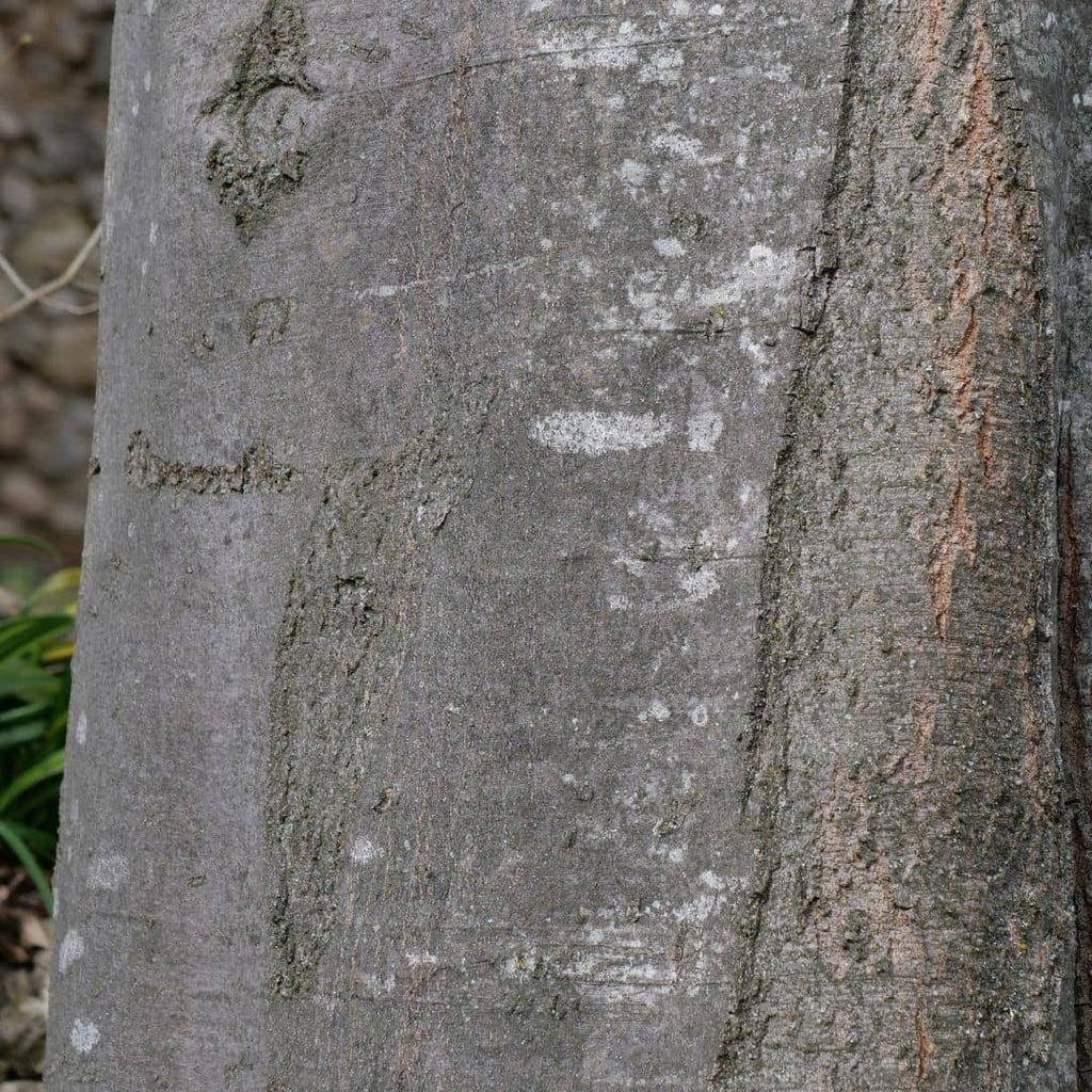 belle écorce grise et lisse du tronc d'un celtis australis micocoulier de provence