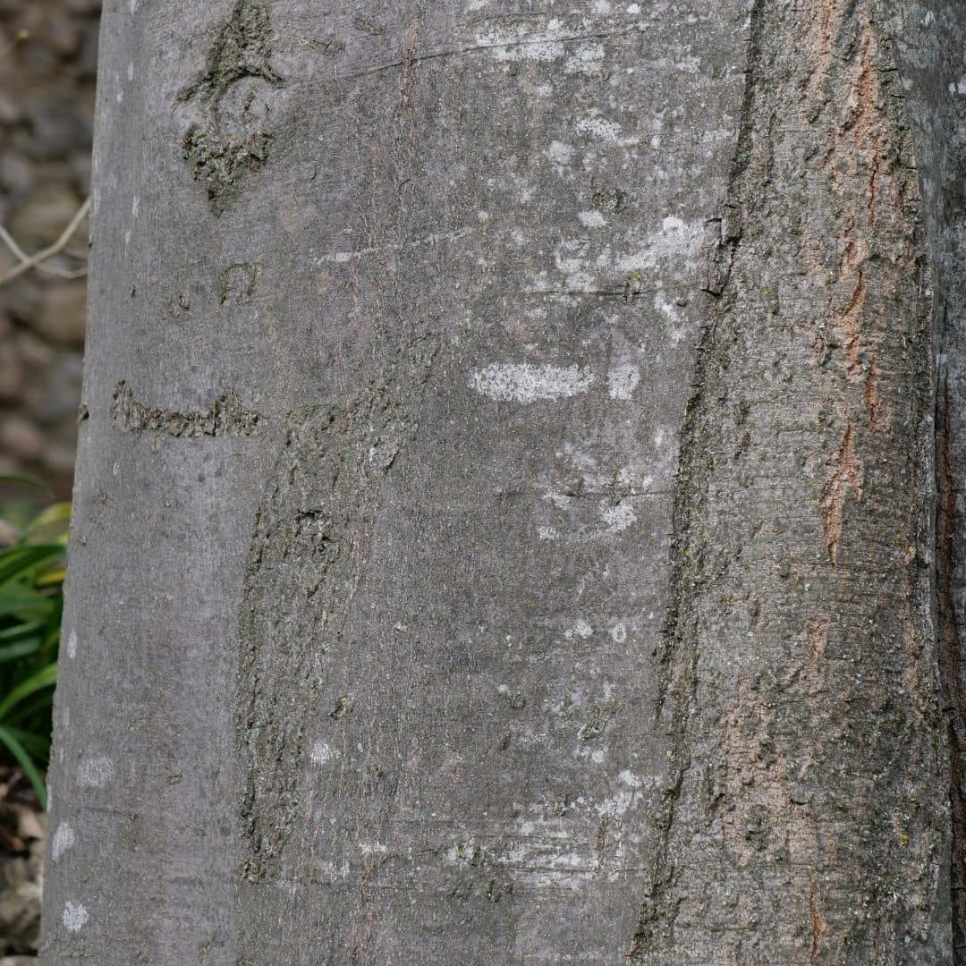 belle écorce grise et lisse du tronc d'un celtis australis micocoulier de provence
