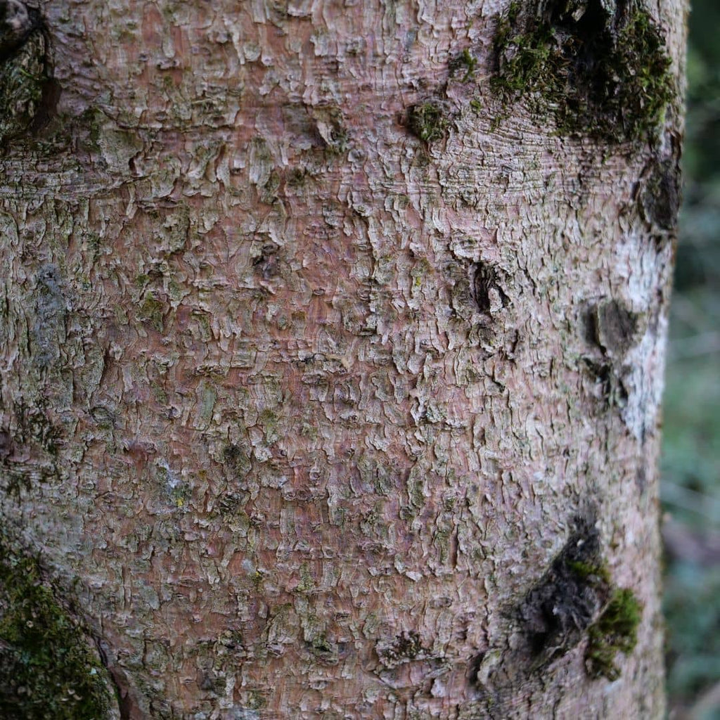 belle écorce rouge de l'épicéa commun picea abies