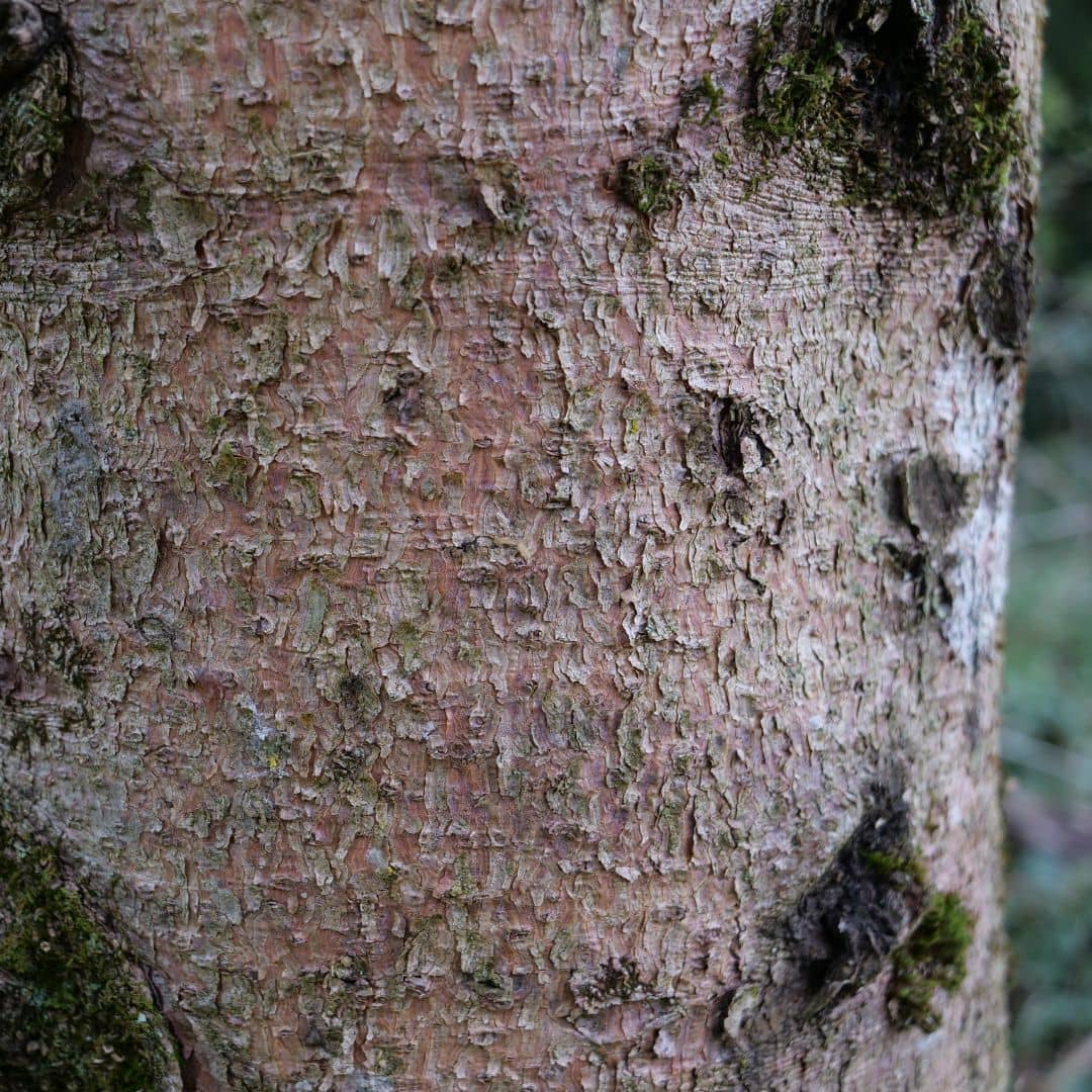 belle écorce rouge de l'épicéa commun picea abies