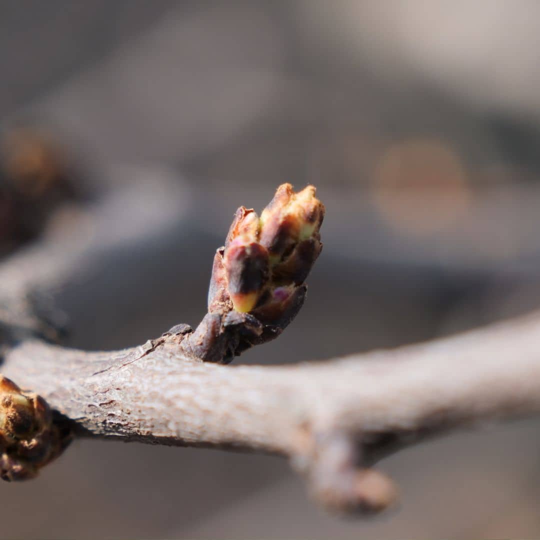 bourgeon de cercis siliquastrum