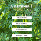 caragana arborescens caraganier de sibérie arbre fruitier rustique monde vegetal plante qui pousse vite