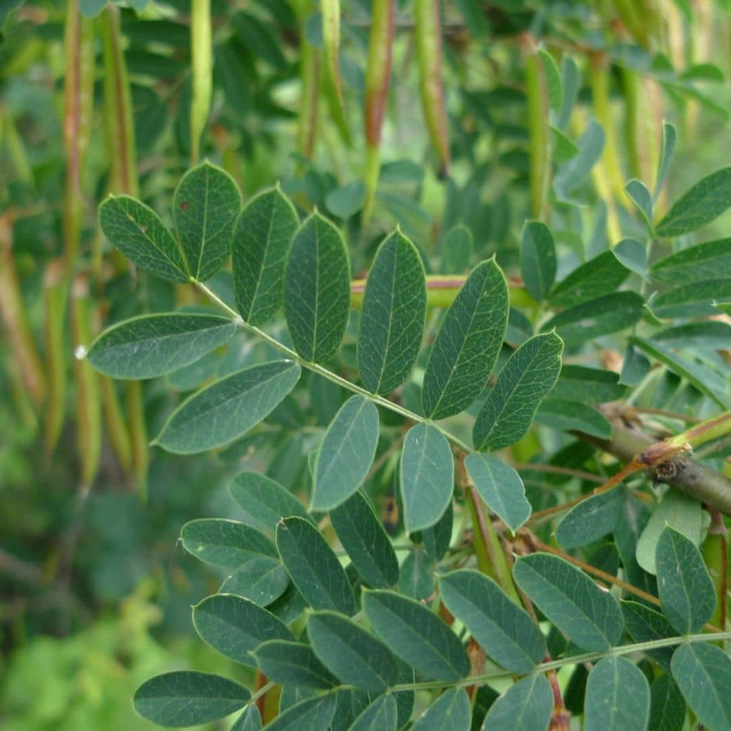 caragana arborescens feuilles plantes rares arbres fruitiers monde vegetal