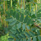 caragana arborescens feuilles plantes rares arbres fruitiers monde vegetal
