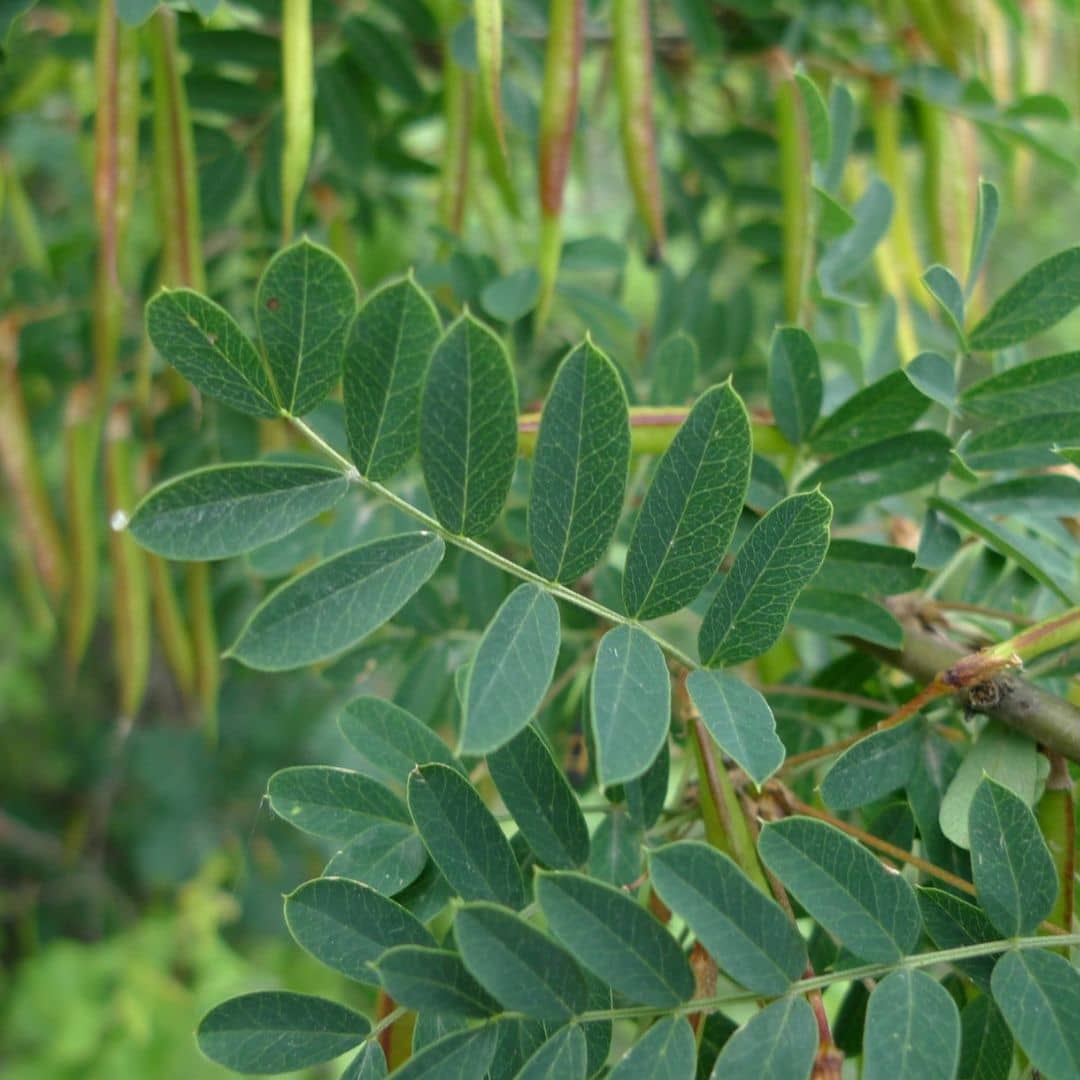 caragana arborescens feuilles plantes rares arbres fruitiers monde vegetal