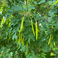 Caraganier de Sibérie (Caragana arborescens)