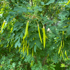 Caraganier de Sibérie (Caragana arborescens)
