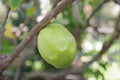 Chérimole verte sur une branche de chérimolier (Annona cherimola)