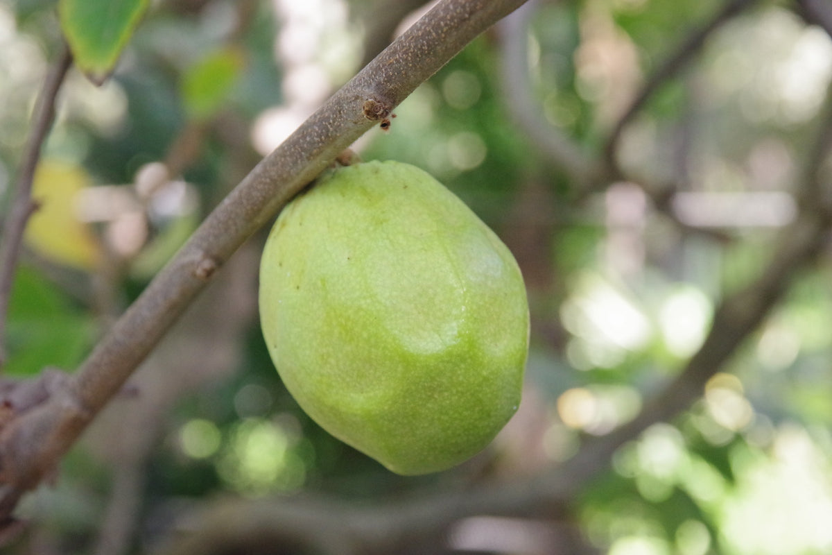 Chérimole verte sur une branche de chérimolier (Annona cherimola)