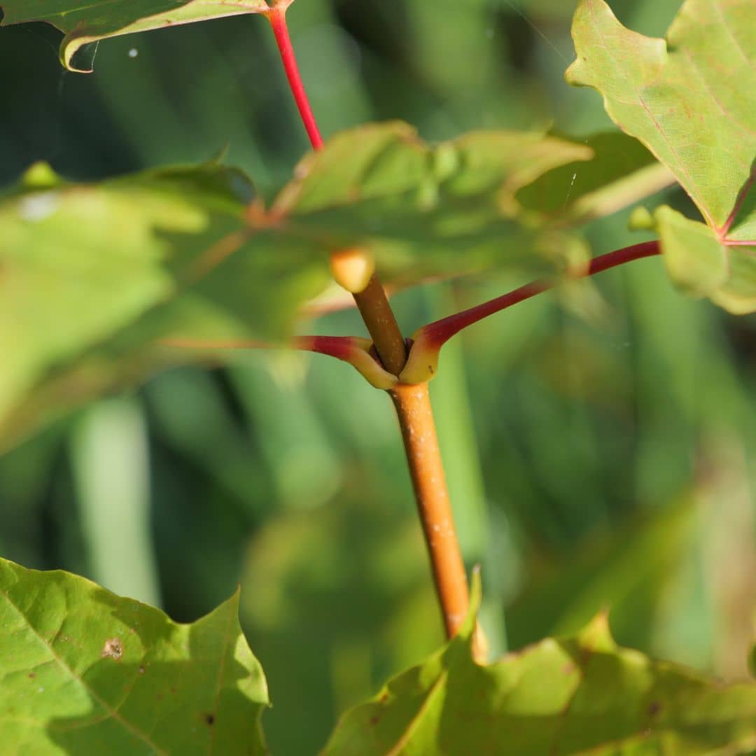 comment bien planter l'érable argenté acer saccharinum monde vegetal