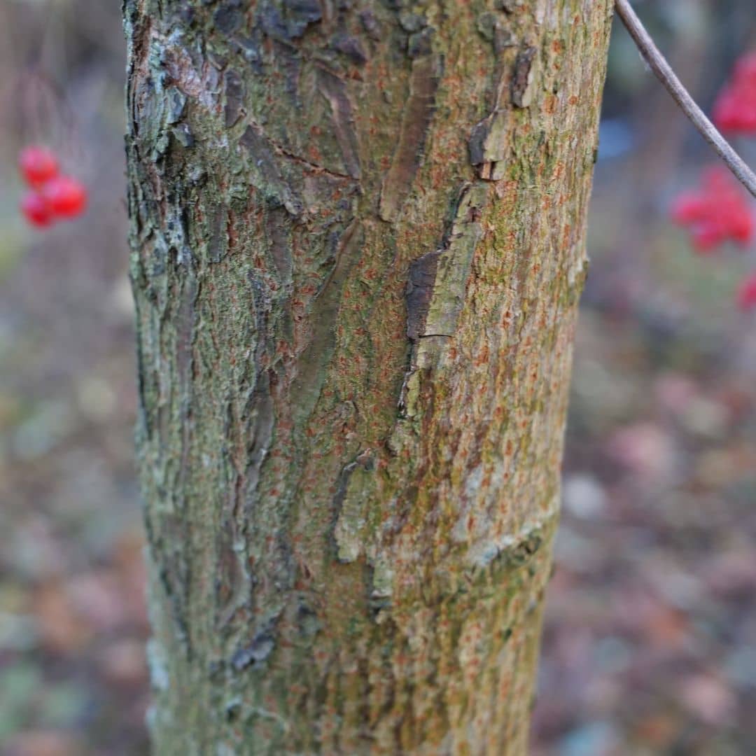 comment bien planter la viorne opulus