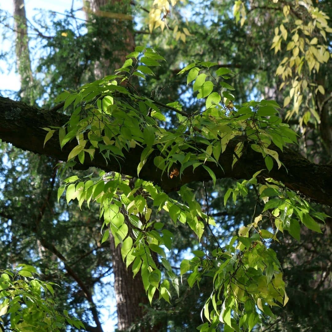 comment bien planter le celtis occidentalis un bel arbre de forêt