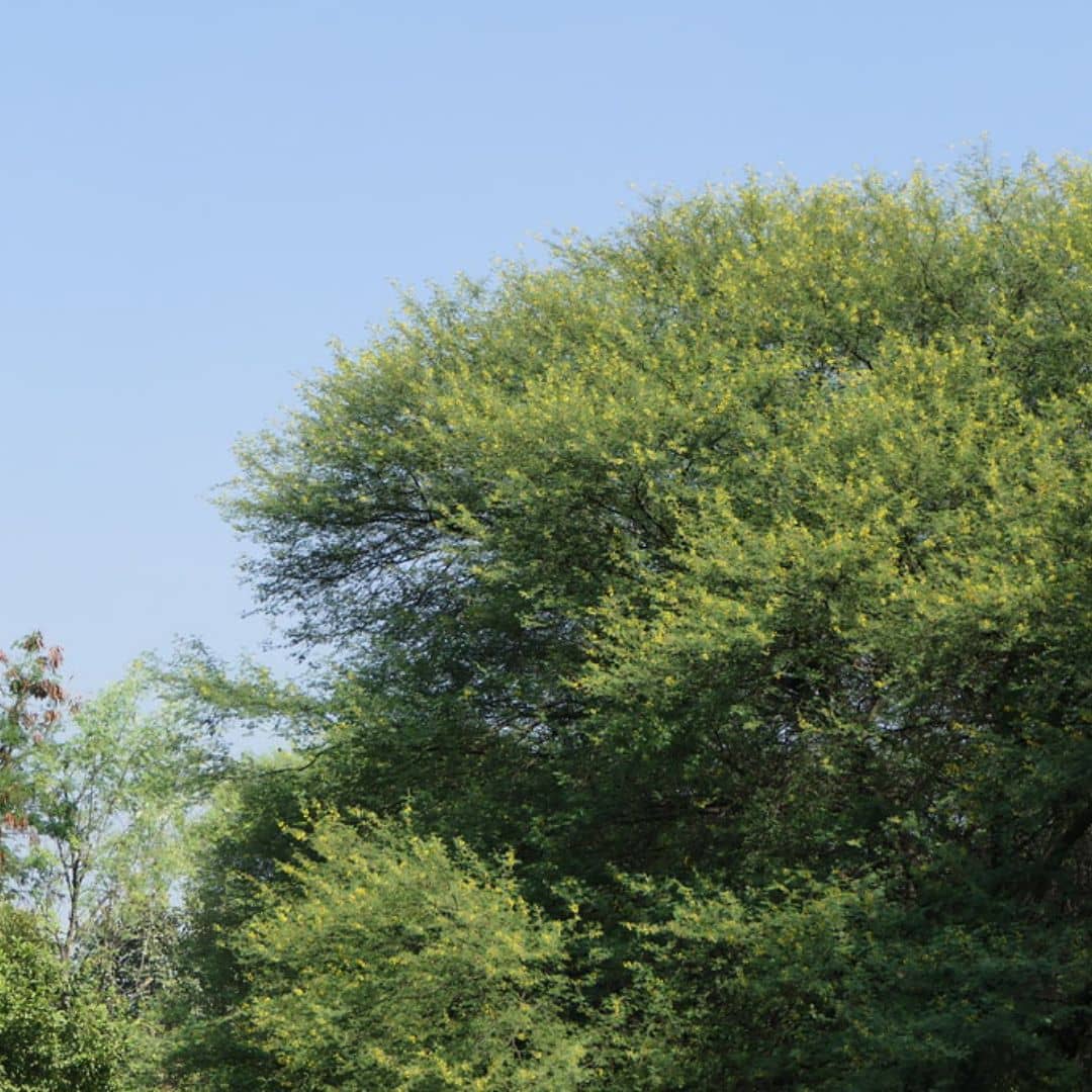 comment cultiver l'Acacia du Nil gommier d'égypte
