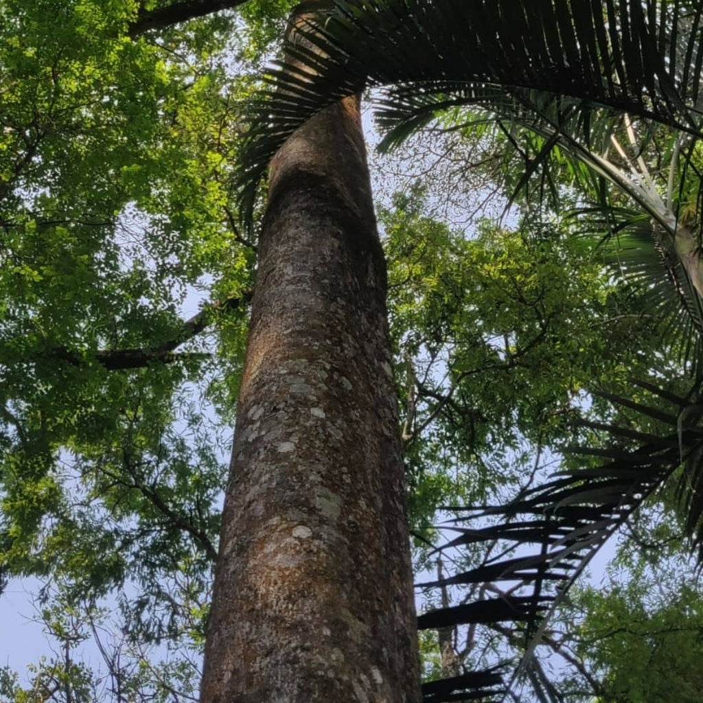  comment cultiver l'Acrocarpus fraxinifolius cèdre rose d'inde  