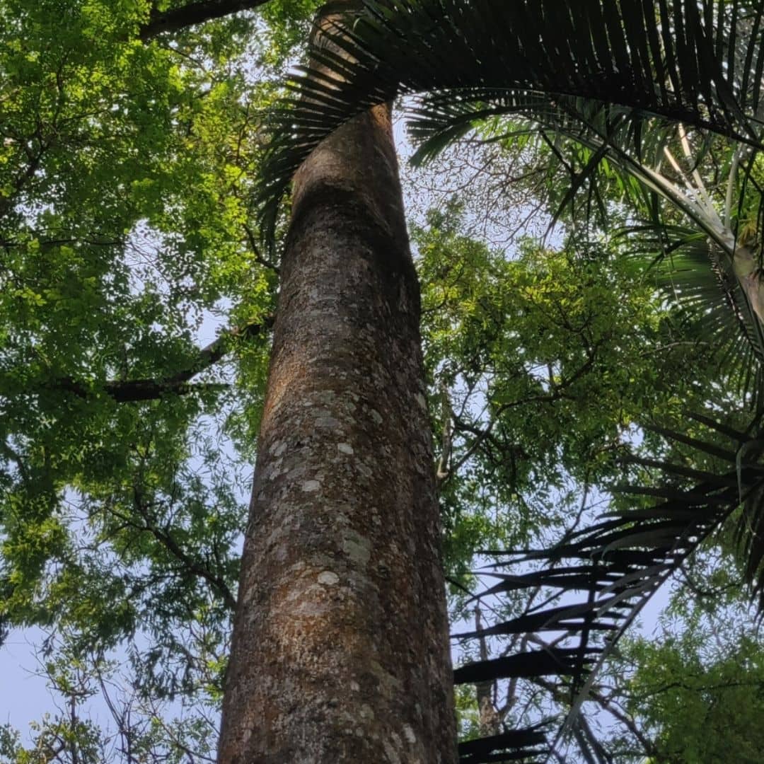  comment cultiver l'Acrocarpus fraxinifolius cèdre rose d'inde  