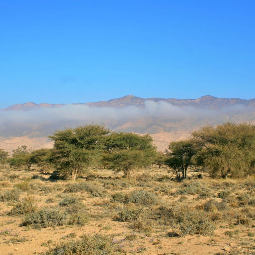 comment cultiver l'acacia tortilis une plante particulièrement bien adaptée au sec