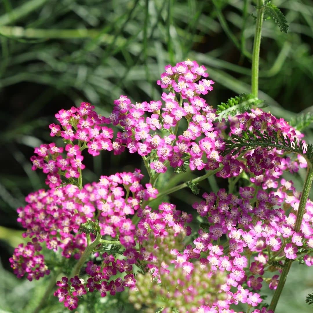 comment cultiver l'achillea millefolium cerise queen