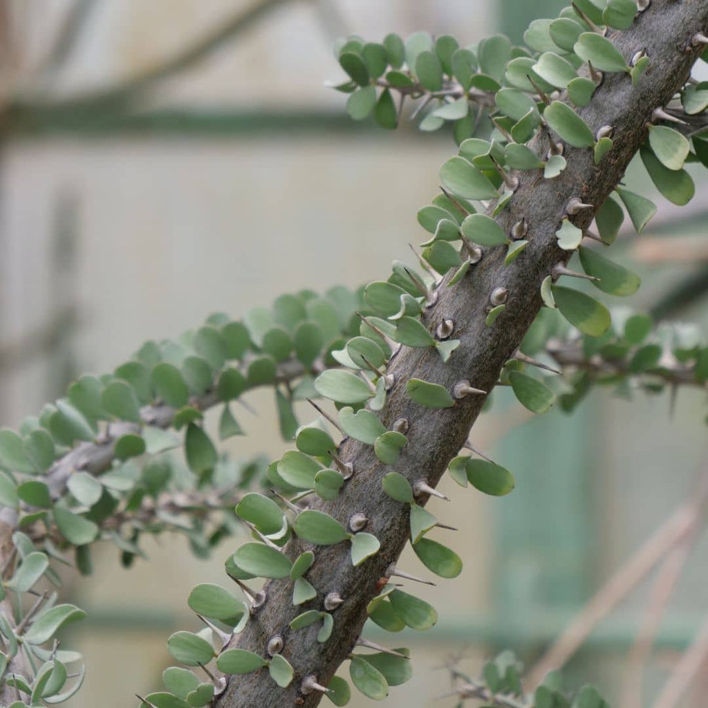 comment cultiver l'arbre pieuvre avec les conseils de culture de monde vegetal