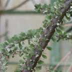 comment cultiver l'arbre pieuvre avec les conseils de culture de monde vegetal