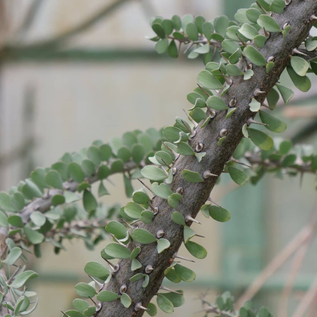 comment cultiver l'arbre pieuvre avec les conseils de culture de monde vegetal