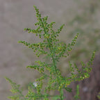 comment cultiver l'armoise annuelle artemisia annua