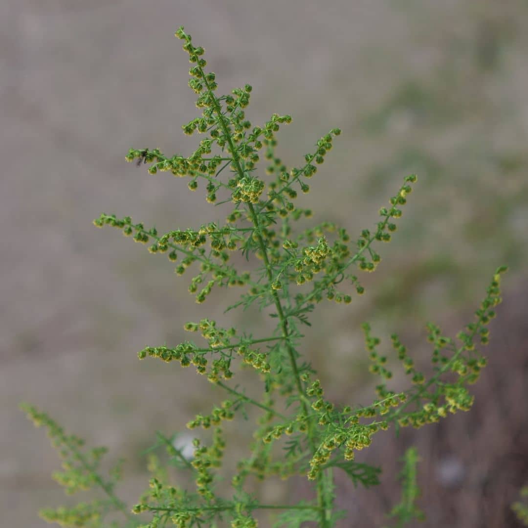 comment cultiver l'armoise annuelle artemisia annua