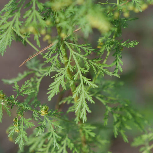 comment cultiver l'armoise annuelle cette plante aromatique et médicinale puissante