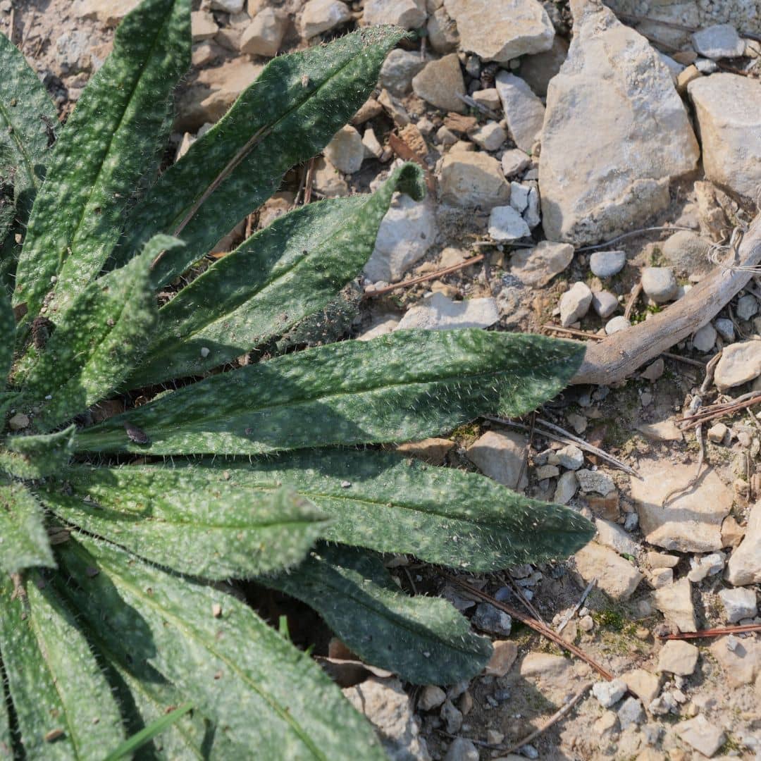 comment cultiver l'echium vulgare la viperine commune avec monde vegetal