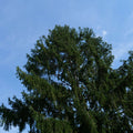 comment cultiver l'épicéa commun picea abies un des plus grands conifères d'europe
