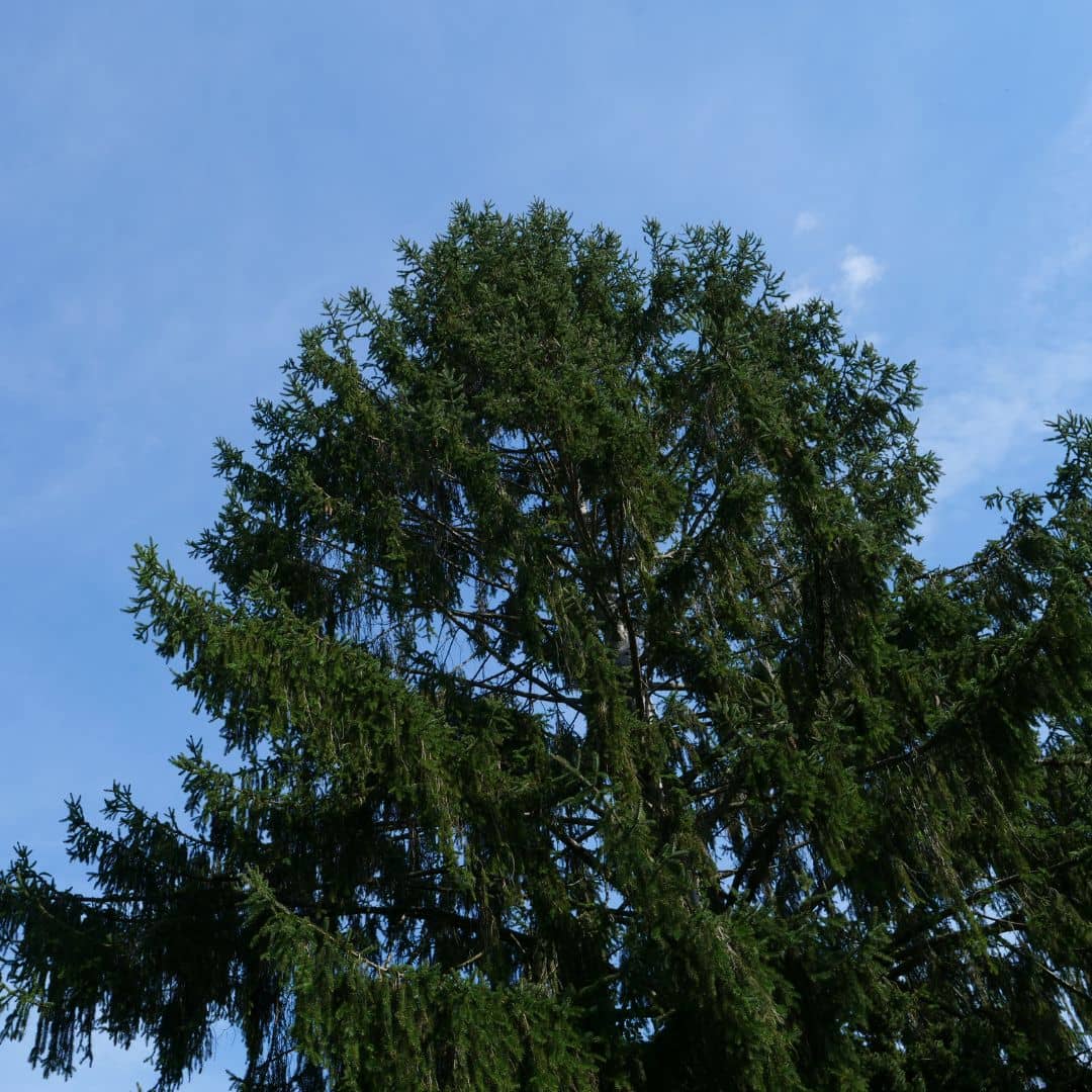 comment cultiver l'épicéa commun picea abies un des plus grands conifères d'europe