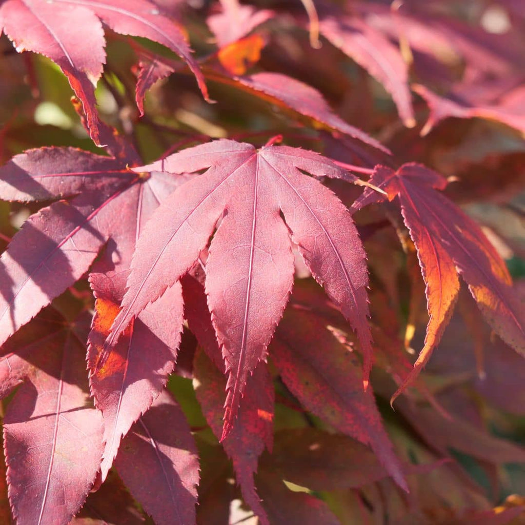 comment cultiver l'érable du japon rouge atropurpureum avec monde vegetal
