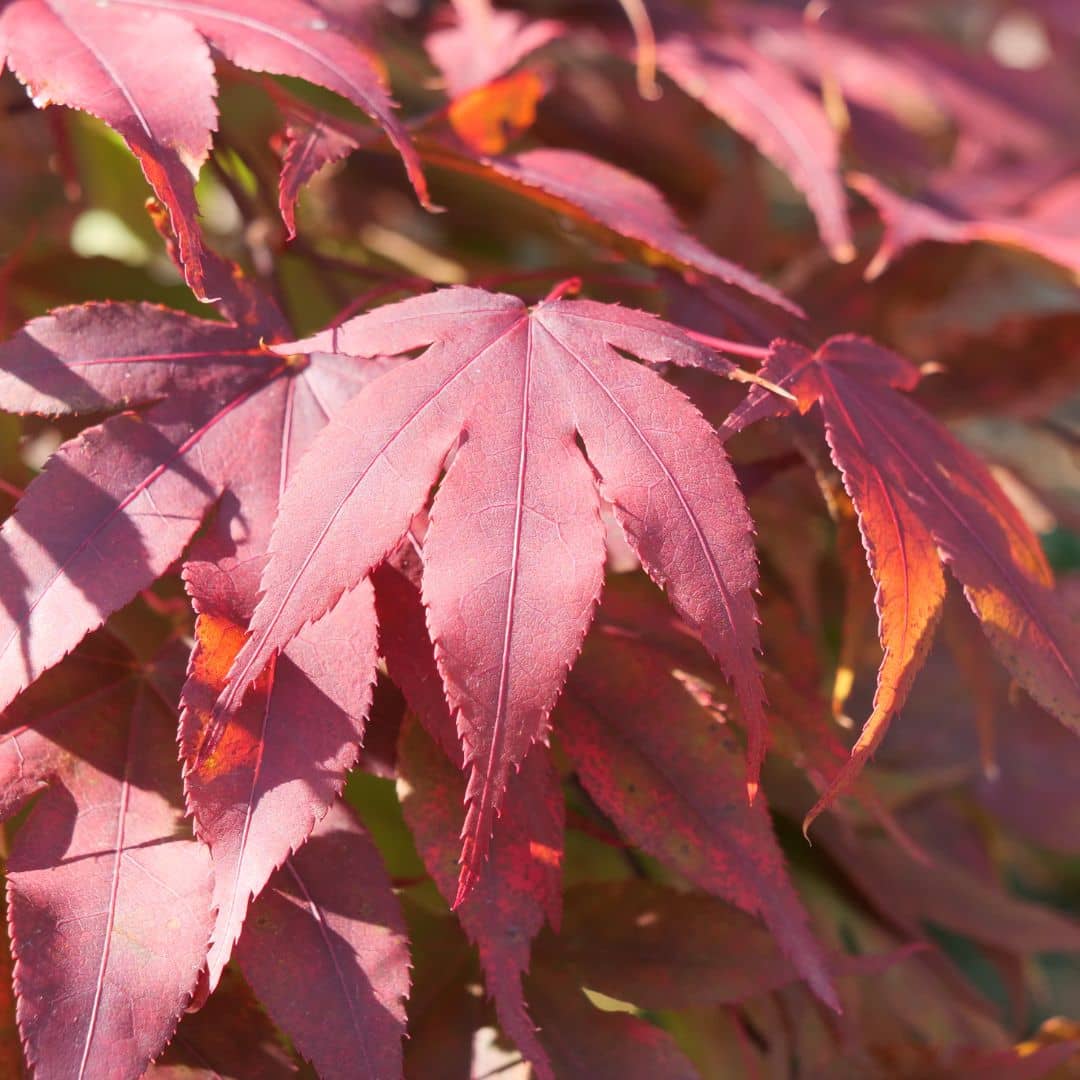 comment cultiver l'érable du japon rouge atropurpureum avec monde vegetal