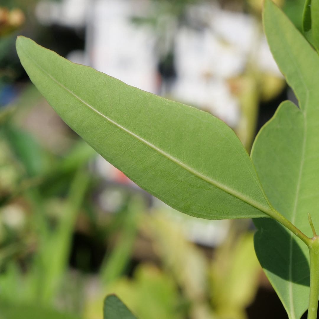 comment cultiver l'eucalyptus grandis depuis ses graines avec monde vegetal