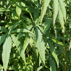 comment cultiver l'hibiscus sabdariffa à partir de grainesv