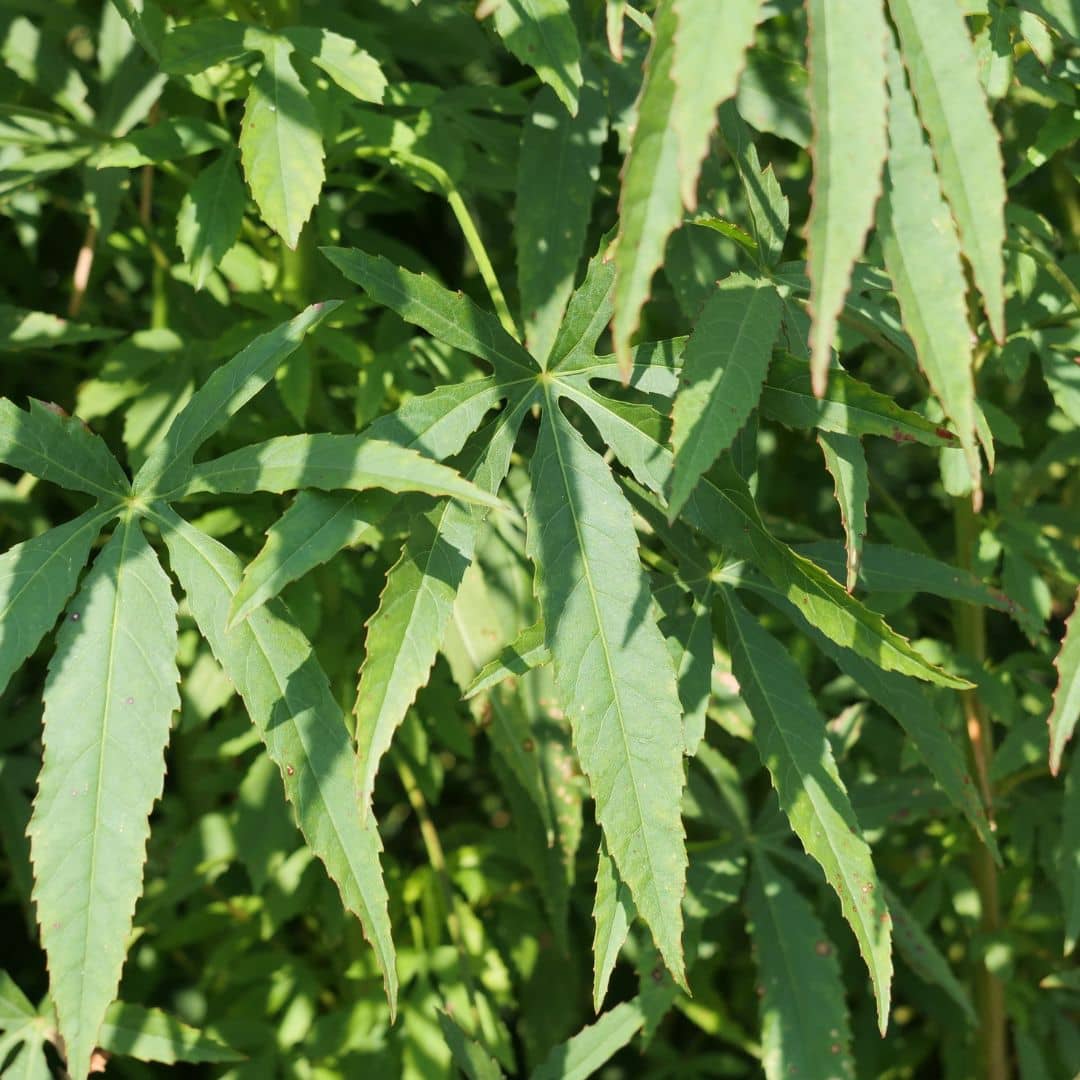comment cultiver l'hibiscus sabdariffa à partir de grainesv