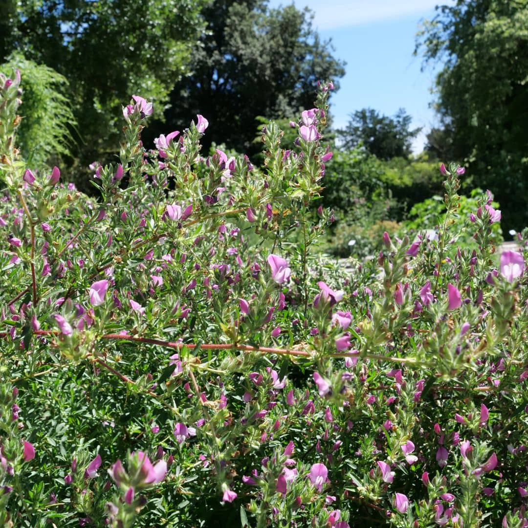 comment cultiver l'ononis spinosa bugrane épineux avec tous les conseils de culture du semis à la floraison