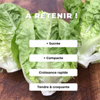 comment cultiver la laitue sucrine little gem avec monde végétal