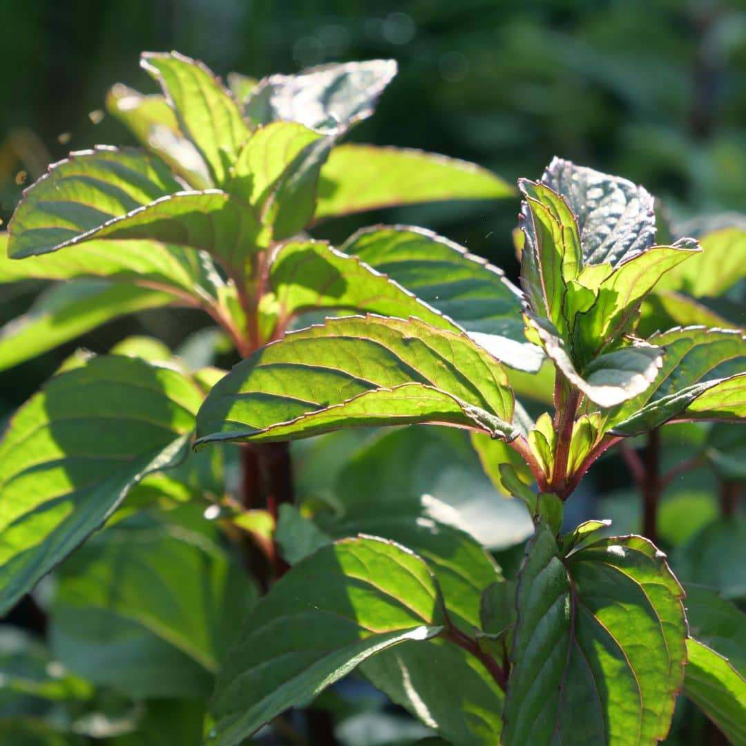 comment cultiver la menthe bergamote en pot
