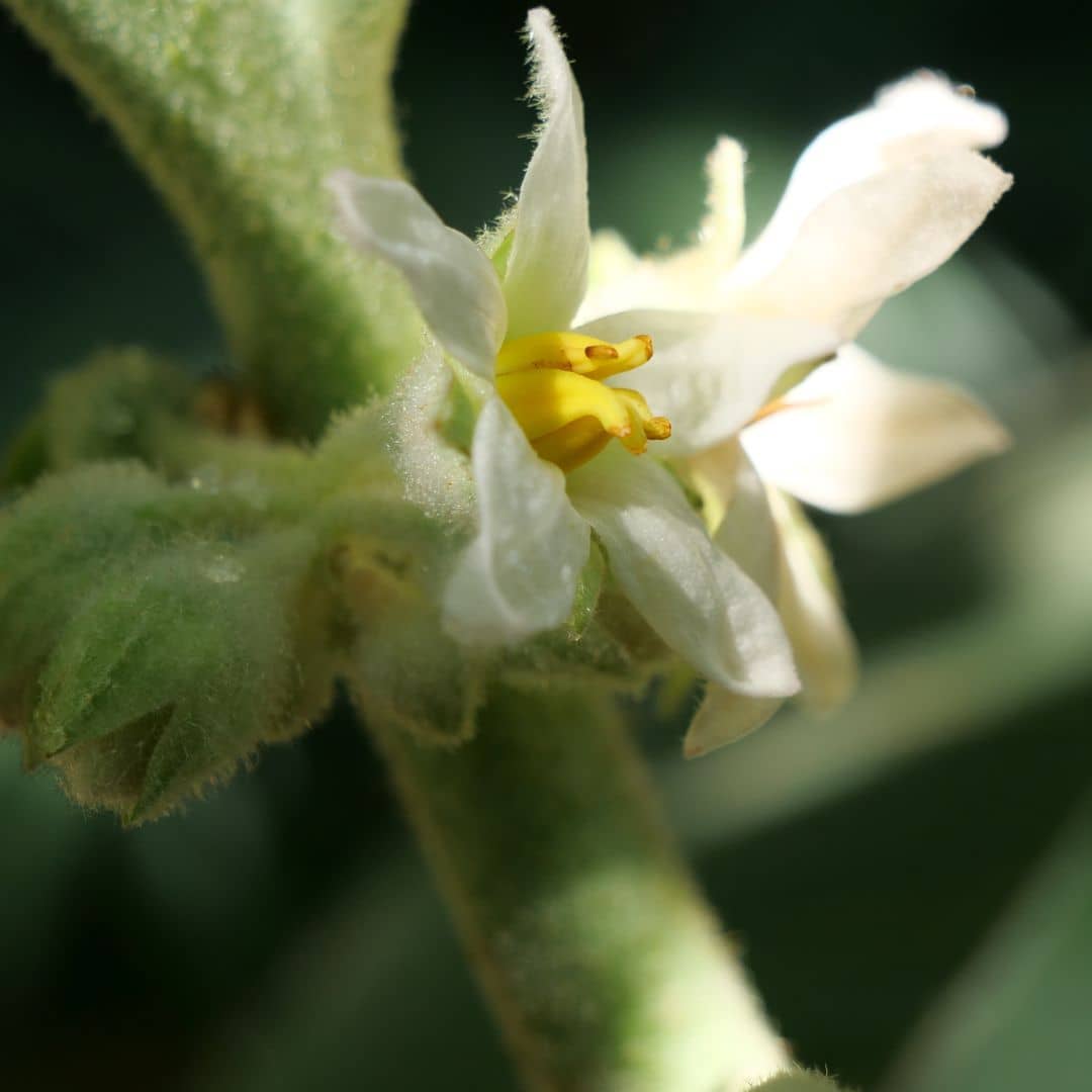 comment cultiver la morelle de quito solanum quitoense