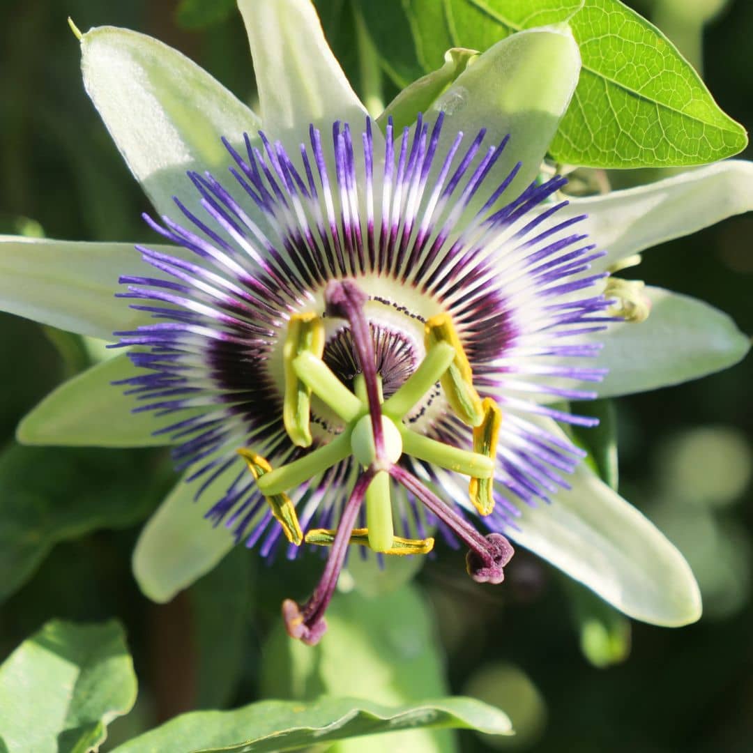 comment cultiver la passiflora caerulea passiflore bleue avec monde vegetal