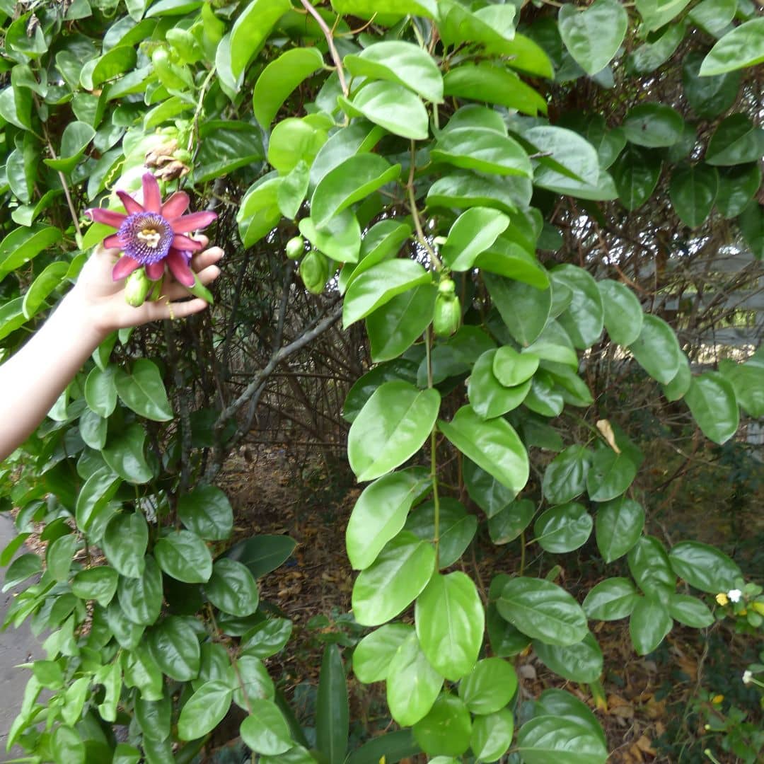 comment cultiver la passiflora quadrangularis passiflore géante