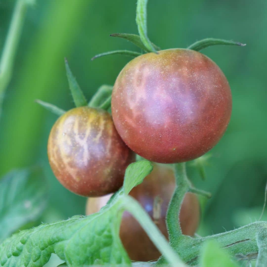 comment cultiver la variété de tomate black cherry