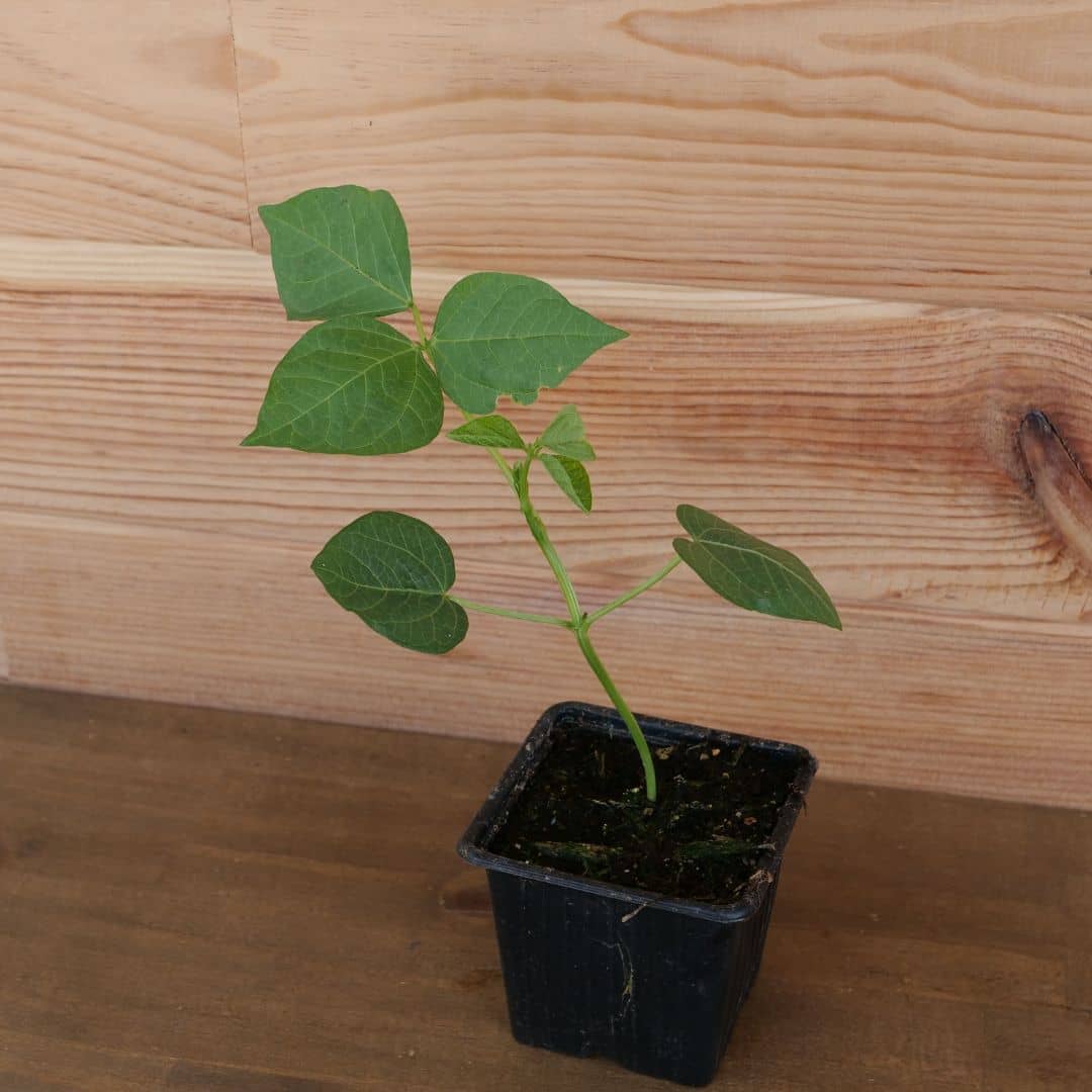 Adzukibohnen-Samen (Vigna angularis)