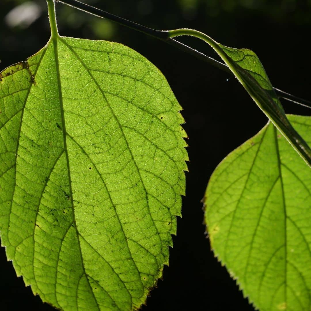 comment cultiver le Micocoulier d'Amérique avec monde vegetal