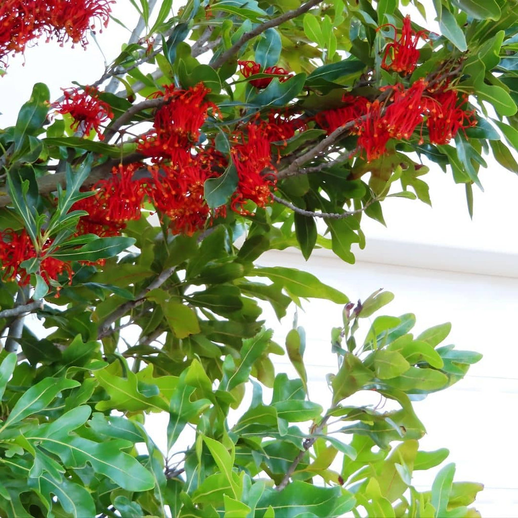 comment cultiver le Stenocarpus sinuatus depuis des graines avec les conseils de culture de monde vegetal