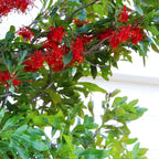 comment cultiver le Stenocarpus sinuatus depuis des graines avec les conseils de culture de monde vegetal