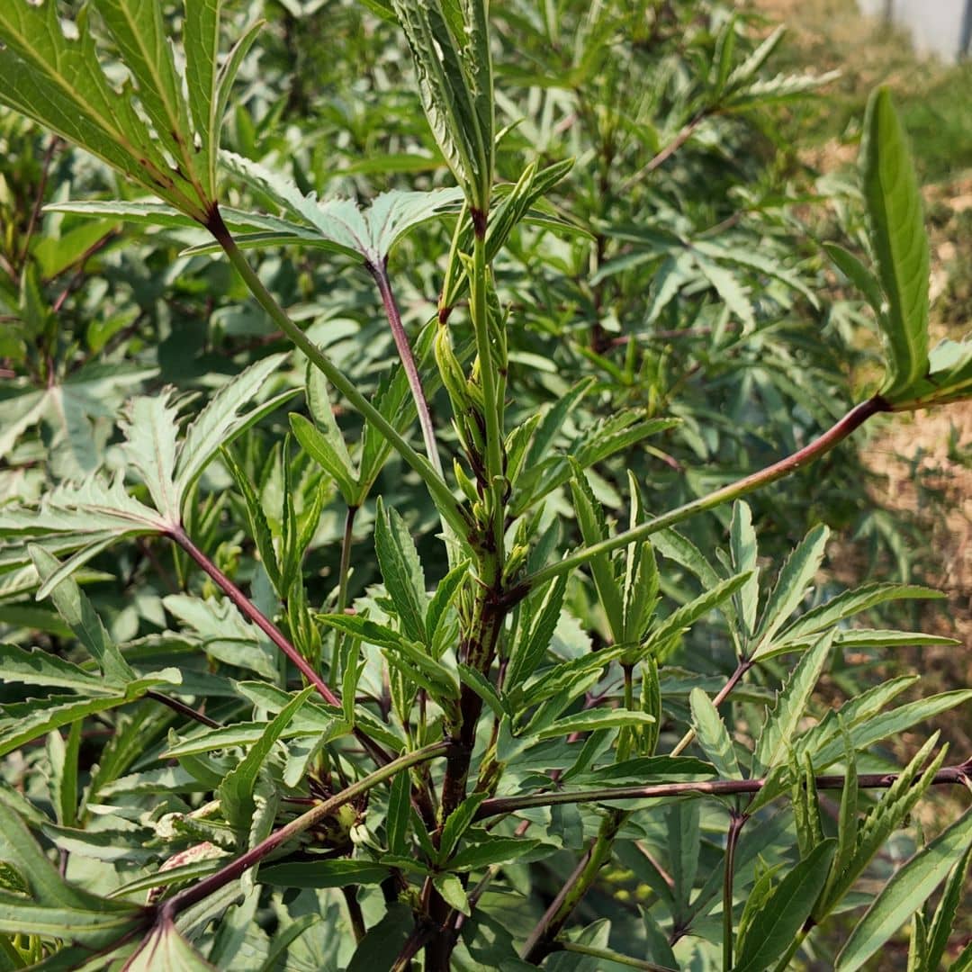 comment cultiver le bissap en europe une plante aromatique pour les infusions